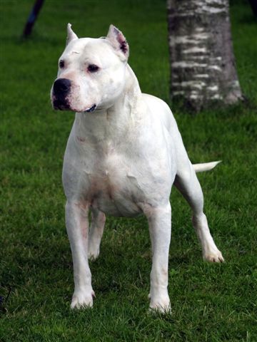 DOG ARGENTINIAN
